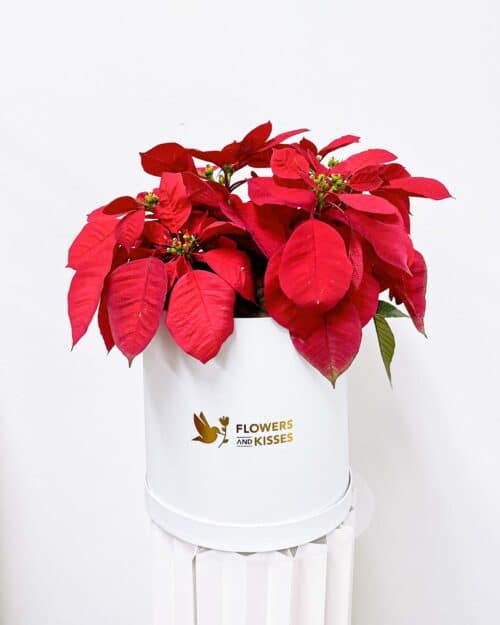 Poinsettia white